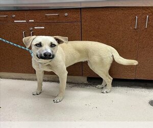 Small Labrador Retriever-Siberian Husky Mix