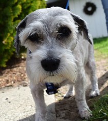 Miniature Schnauzer-Unknown Mix Dogs for adoption in Prosser, WA, USA