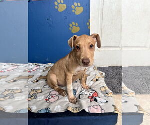 Labrador Retriever-Retriever  Mix Dogs for adoption in Tracy City, TN, USA