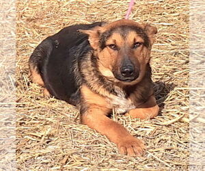 German Shepherd Dog-Unknown Mix Dogs for adoption in Wetumpka, AL, USA