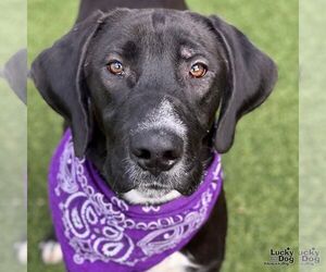 Labrador Retriever-Unknown Mix Dogs for adoption in Washington, DC, USA