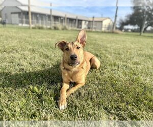 Mutt Dogs for adoption in New Albany, OH, USA