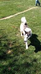 Siberian Husky Dogs for adoption in Abingdon, VA, USA