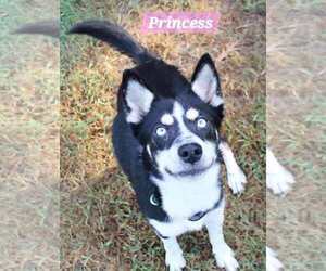 Medium Photo #3 Siberian Husky Puppy For Sale in Woodbury, NY, USA