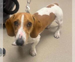 Dachshund Dogs for adoption in Los Angeles, CA, USA