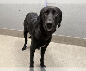 Labrador Retriever-Unknown Mix Dogs for adoption in Las Vegas, NV, USA