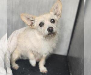 Mutt Dogs for adoption in San Antonio, TX, USA