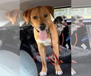 Labrador Retriever-Unknown Mix Dogs for adoption in Minneapolis, MN, USA