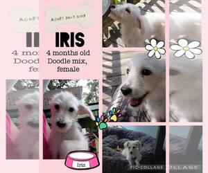 Mutt Dogs for adoption in Jacksonville, NC, USA