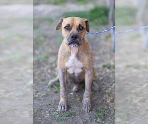 Black Mouth Cur Dogs for adoption in Lacombe, LA, USA
