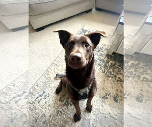 Labrador Retriever-Unknown Mix Dogs for adoption in Wheaton, IL, USA