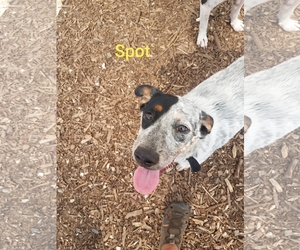 Cowboy Corgi Dogs for adoption in Chico, CA, USA