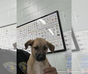 Labrador Retriever-Unknown Mix Dogs for adoption in Corpus Christi, TX, USA