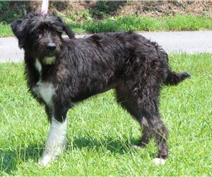 Mutt Dogs for adoption in Prattville, AL, USA