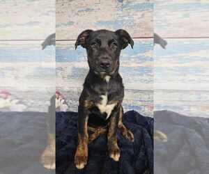 German Shepherd Dog-Unknown Mix Dogs for adoption in Lakewood, CO, USA