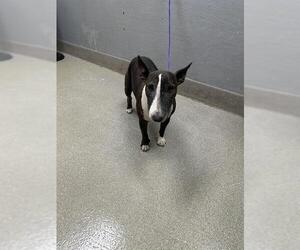Bull Terrier-Unknown Mix Dogs for adoption in Las Vegas, NV, USA