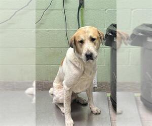 Great Pyrenees-Unknown Mix Dogs for adoption in Grand Prairie, TX, USA