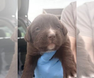 Labrador Retriever-Unknown Mix Dogs for adoption in Bolivar, MO, USA