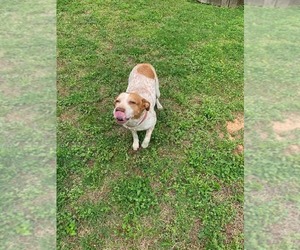 Australian Shepherd-Unknown Mix Dogs for adoption in Shreveport, LA, USA