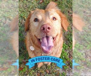 Golden Labrador Dogs for adoption in Tallahassee, FL, USA