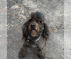 Poodle (Miniature)-Wheaten Terrier Mix Dogs for adoption in Wheaton, IL, USA
