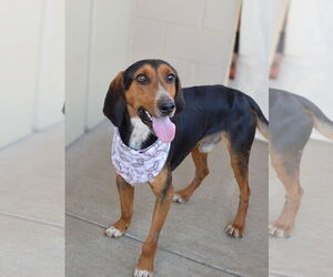 Coonhound-Unknown Mix Dogs for adoption in McKinney, TX, USA