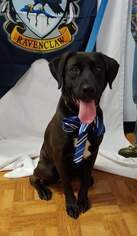 Boxador Dogs for adoption in Trenton, MO, USA
