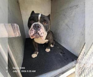 Bulldog-Unknown Mix Dogs for adoption in San Antonio, TX, USA