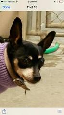 Miniature Pinscher Dogs for adoption in Attica, NY, USA