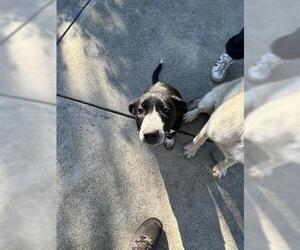 Pyrenees Border Collie Dogs for adoption in San Martin, CA, USA