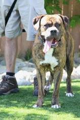 Bulloxer Dogs for adoption in Grass Valley, CA, USA