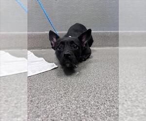 Chihuahua-Unknown Mix Dogs for adoption in Las Vegas, NV, USA
