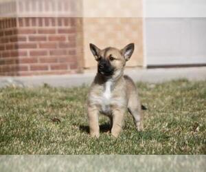 Labrador Retriever Dogs for adoption in Laramie, WY, USA