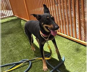 Doberman Pinscher-Unknown Mix Dogs for adoption in Las Vegas, NV, USA