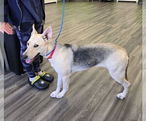 German Shepherd Dog-Unknown Mix Dogs for adoption in Winston Salem, NC, USA