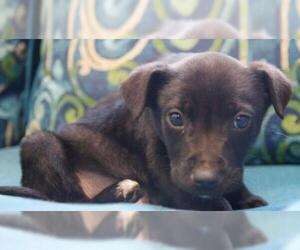Labrador Retriever-Unknown Mix Dogs for adoption in Guthrie, OK, USA