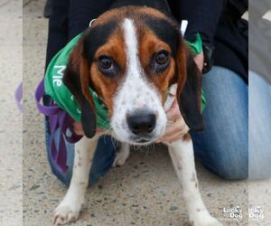 Beagle-Unknown Mix Dogs for adoption in Washington, DC, USA
