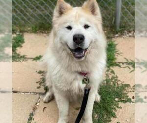 Chow Chow Dogs for adoption in Riverwoods, IL, USA