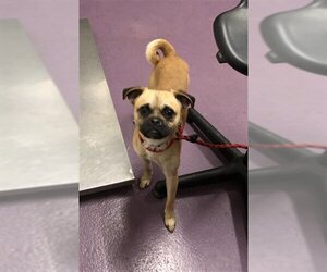 Pug Dogs for adoption in Long Beach, CA, USA