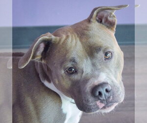 American Bulldog-American Staffordshire Terrier Mix Dogs for adoption in Huntley, IL, USA