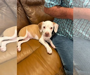 Mutt Dogs for adoption in Holly Springs, NC, USA