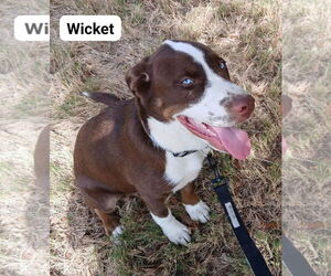 Huskies -Staffordshire Bull Terrier Mix Dogs for adoption in Bandera, TX, USA