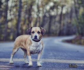 Pembroke Welsh Corgi Dogs for adoption in Shamokin, PA, USA