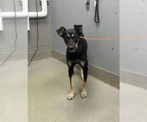 German Shepherd Dog-Unknown Mix Dogs for adoption in Las Vegas, NV, USA