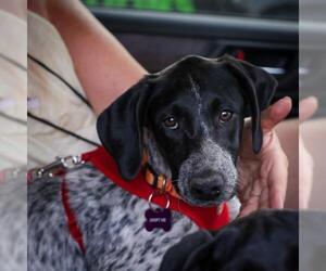 Lab-Pointer Dogs for adoption in Crystal , MN, USA