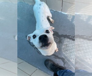 Dalmatian-Unknown Mix Dogs for adoption in Corpus Christi, TX, USA