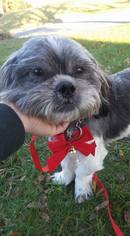 Shih Tzu Dogs for adoption in Bridgewater, NJ, USA