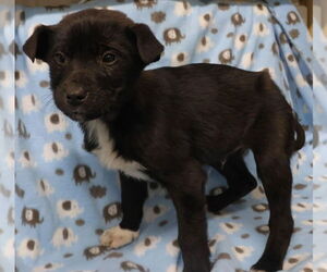 Siberian Husky-Unknown Mix Dogs for adoption in Minneapolis, MN, USA