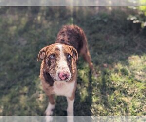 Catahoula Leopard Dog Dogs for adoption in Winter, WI, USA