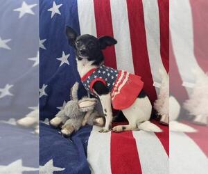 Medium Photo #1 Rat-Cha Puppy For Sale in Wilmington, DE, USA